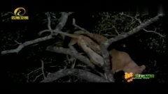 国产花豹视频在线播放免费,免费在线观看，感受野性魅力