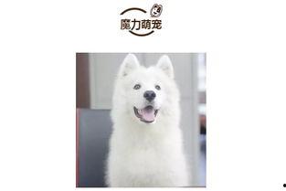 国产人狗资源在线视频,揭秘网络暗流涌动的隐秘世界