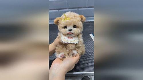 国产小奶狗在线看片,青春校园的甜蜜诱惑