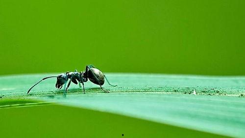 黑蚂蚁国产剧在线观看免费,国产剧免费在线观看，揭秘神秘组织背后的故事